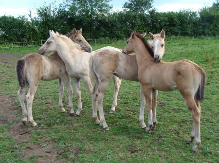 American Quarter Horse foals