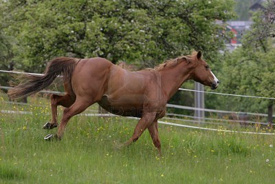 American Quarter Horse galloping