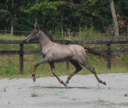 Andalusian foal