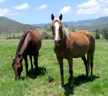 Australian Stock Horse pair