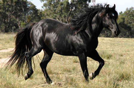 Australian Stock Horse trotting