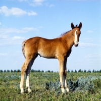 Budyonny foal