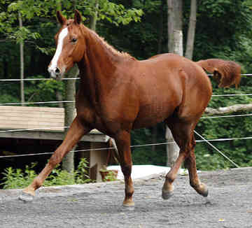 Quarter Horse1
