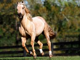 Quarter Horse2