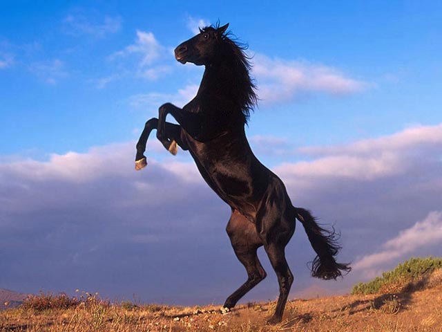 black horse braying