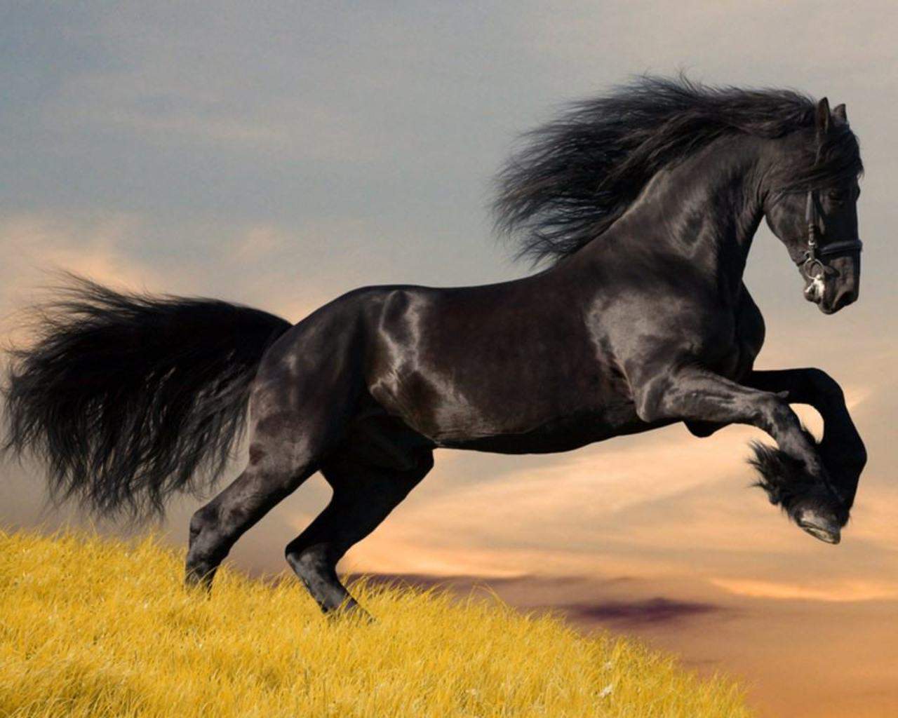 black horse running