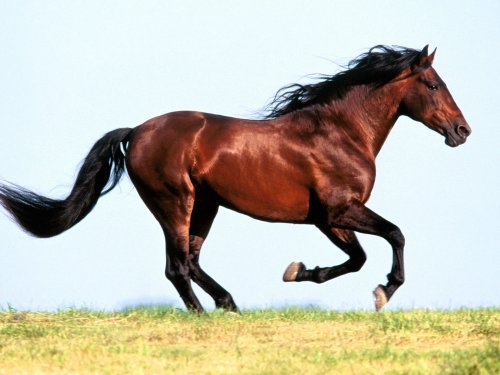 [Image: brown_horse_running.jpg]