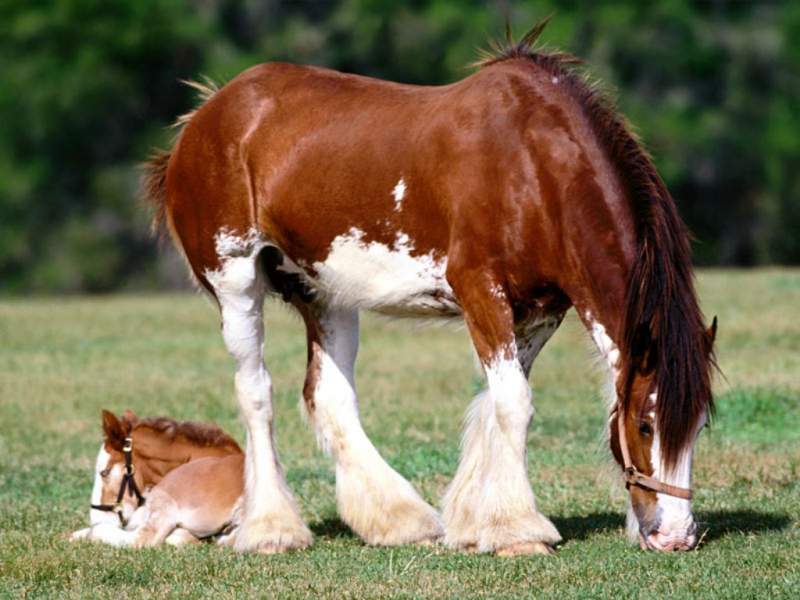 draught horse and foal