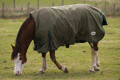 horse blanket