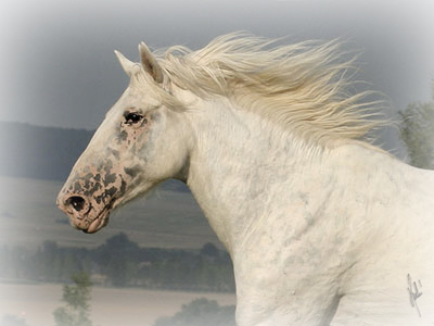 altai header altai header