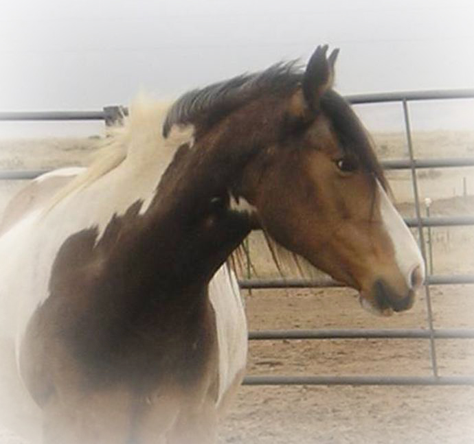 american indian horse header