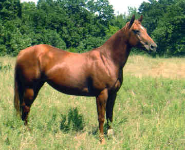 american quarter horse