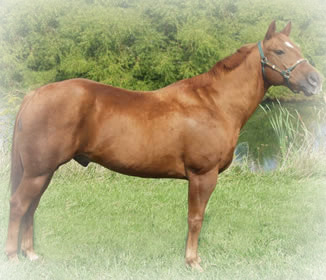 american quarter horse header