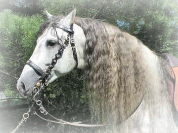 andalusian header andalusian header