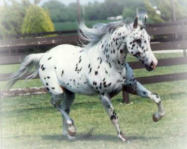 appaloosa header