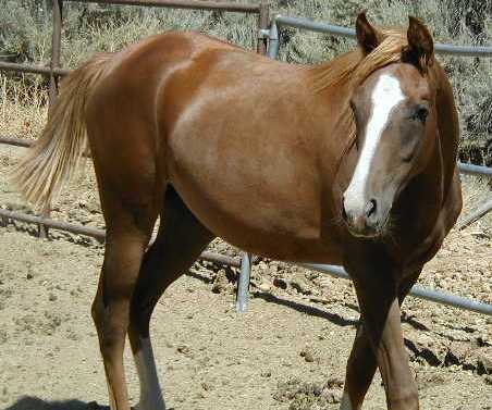 Arabian foal2