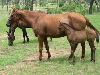 Australian Stock Horse group