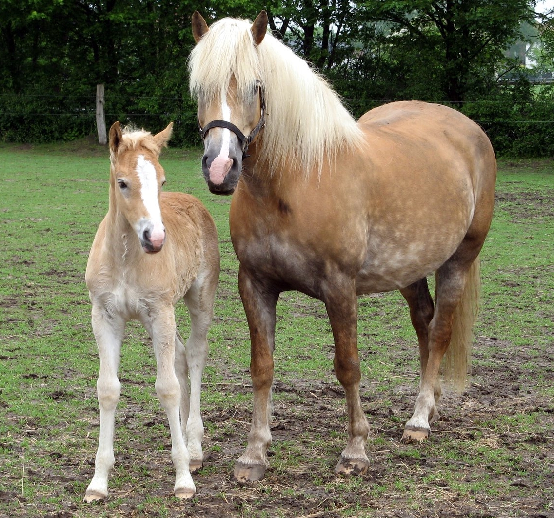 Avelignese foal and mare