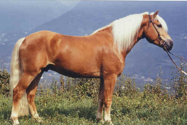 Avelignese stallion