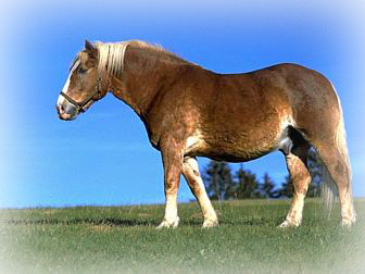 boer header boet header