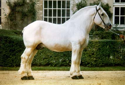 Boulonnais Boulonnais