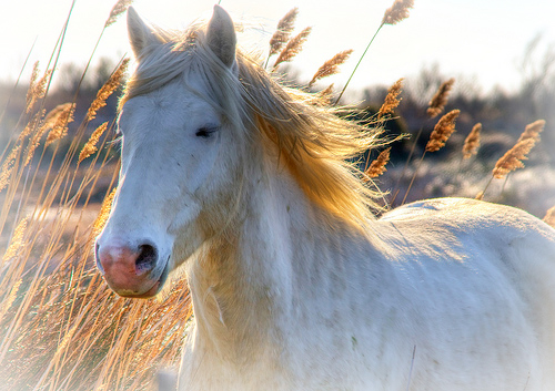 camargue header