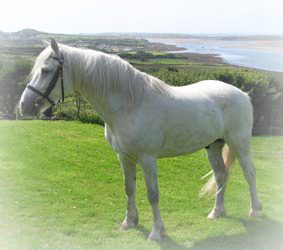 connemara header connemara header