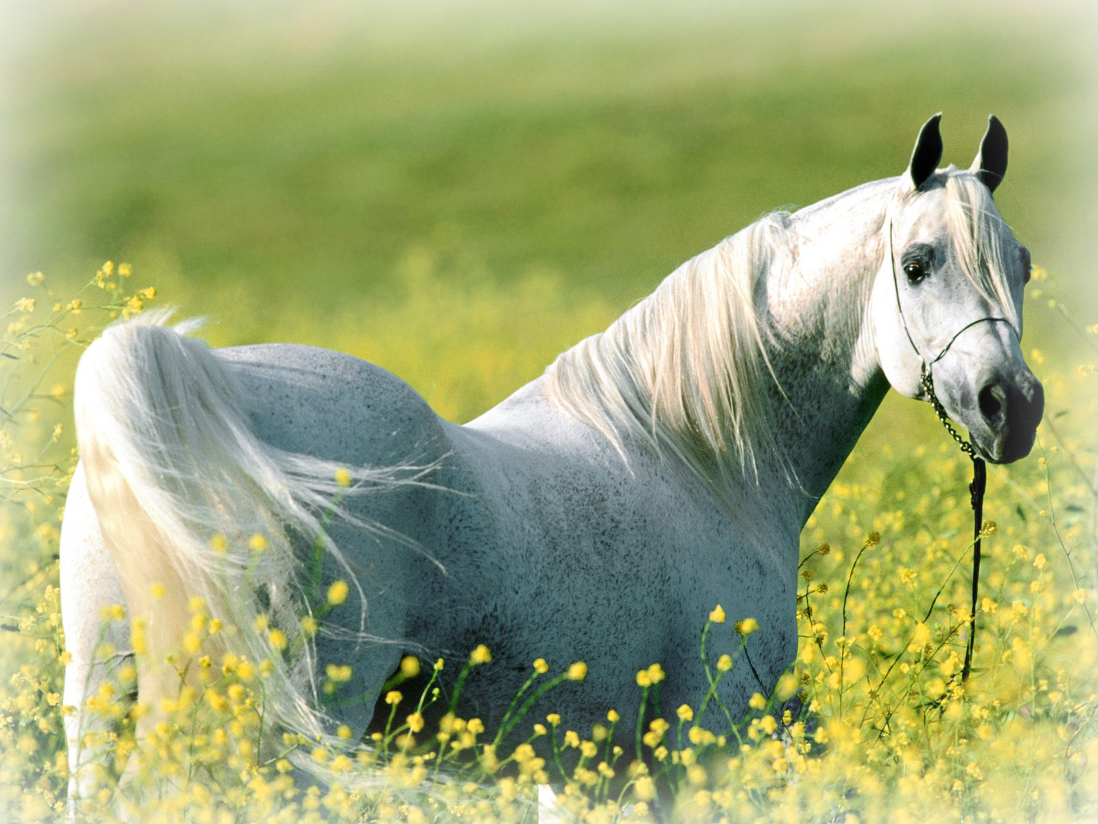 danish warmblood header