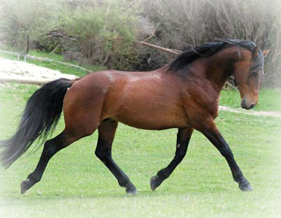 dutch warmblood header