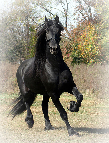 friesian header