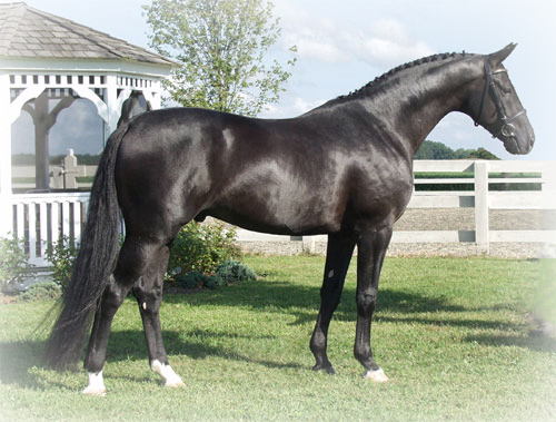 hanoverian header