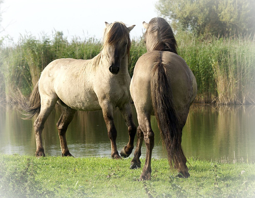 konik header