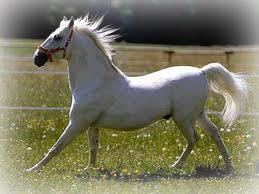 lipizzaner header