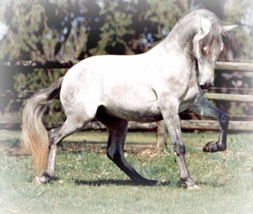 lusitano header