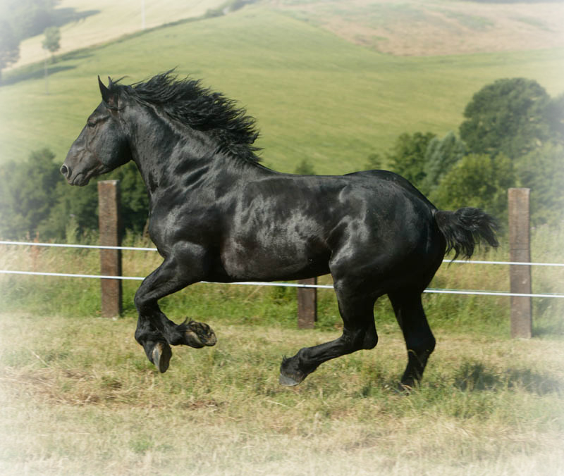 percheron header