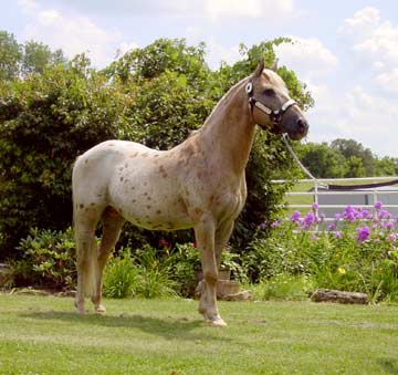 Pony of the Americas2