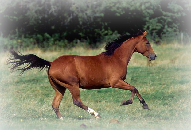 quarter horse header