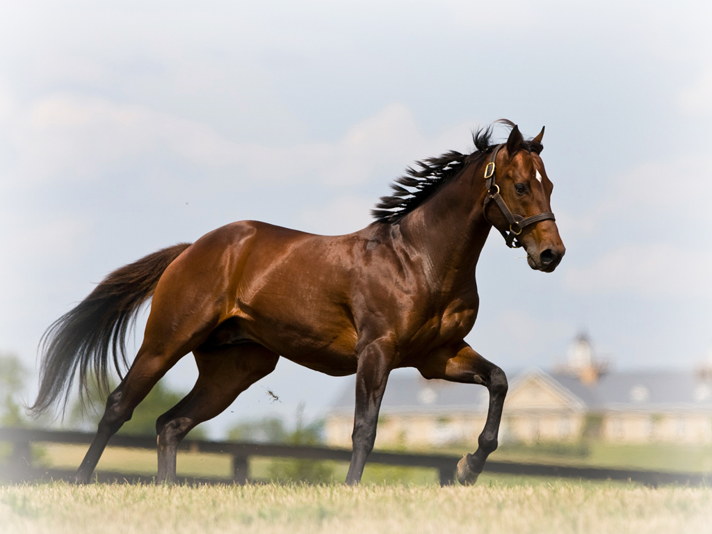thoroughbred header