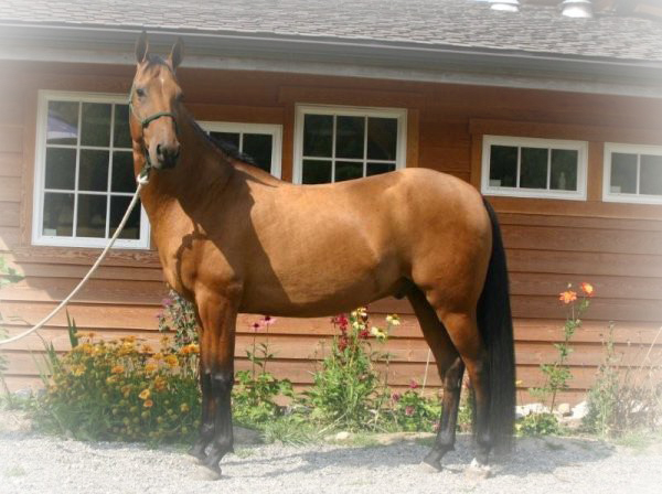 akhal_teke header