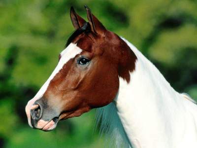 brown and white horse