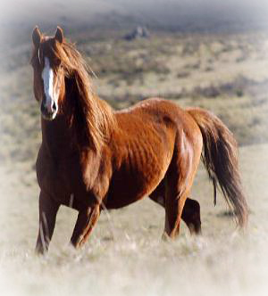 brumby header brumby header