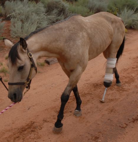 horse broken leg