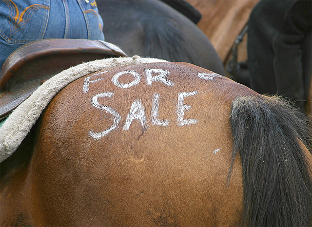 horse for sale