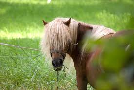 horse looking back