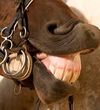 horse teeth