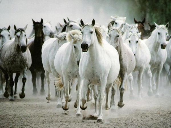 horses running