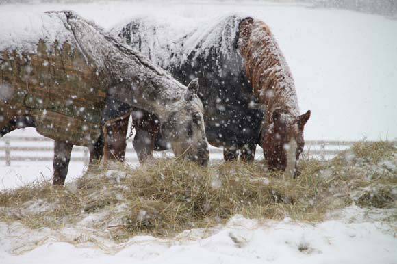 winter horses eating hay